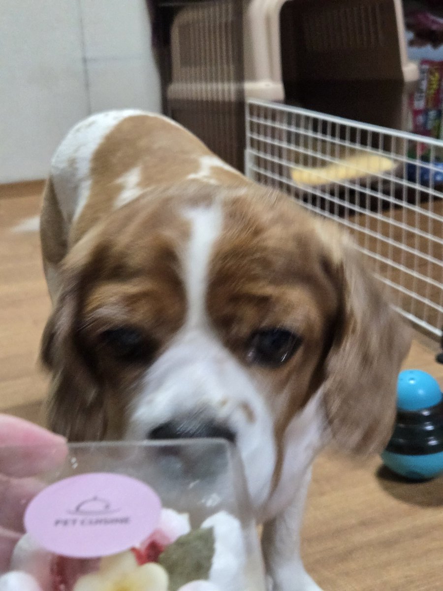 araarahiro's tweet photo. 雨で散歩行けないね🥲
ちょっと早いけど８才の誕生ケーキを食べようね😊🐶

#キャバリア　#誕生日　#８才　#誕生ケーキ　#サマーカット　#犬好きさんと繋がりたい　#朝の4時前 https://t.co/XmfM1nefPo