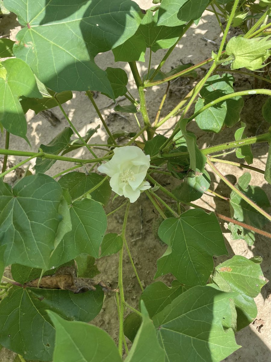 MSU_DAFVM's tweet image. One of the first cotton blooms of the season in Leland during what @MSUExtService Cotton Specialist @BPieralisi calls possibly the worst planting conditions for cotton he’s ever seen. Heavy rainfall left thousands of acres unplanted, cutting Mississippi’s cotton acreage by 30%.