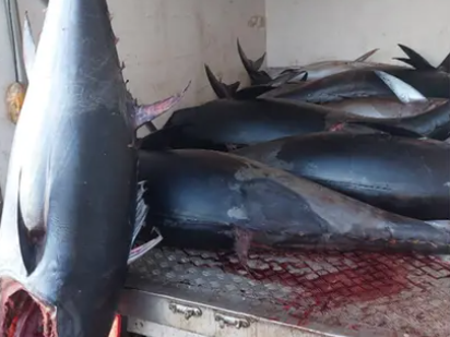 Italian Coast Guard and fisheries officials confiscated over 10 tons of illegally fished bluefin in the past half year and fined the fishers. The nine tuna from the last seizure were donated to...zurl.co/7Ayss #bluefin #Italy #illegalcatch