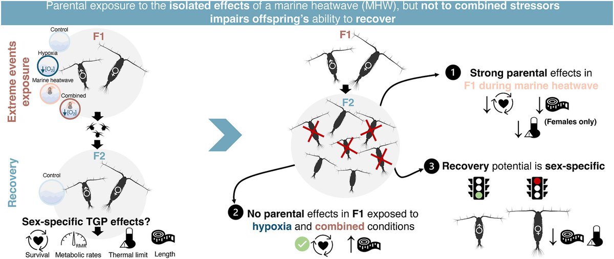 Our latest study, led by Fanny Vermandele, reveals that what parents experience in the #ocean —like marine #heatwaves and #hypoxia —can leave lasting, sex-specific effects on their offspring, even if those offspring grow up in normal conditions.

doi.org/10.1016/j.mare…