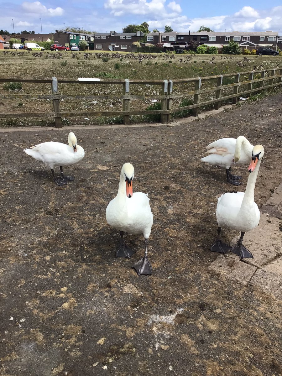 Grasmere Badgers & Mrs Waters tweet media
