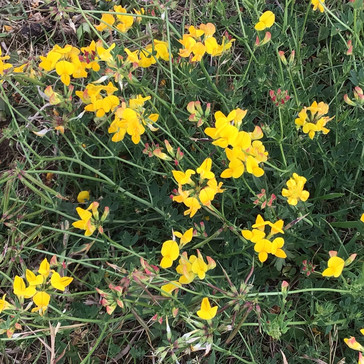 Grasmere Badgers & Mrs Waters tweet media
