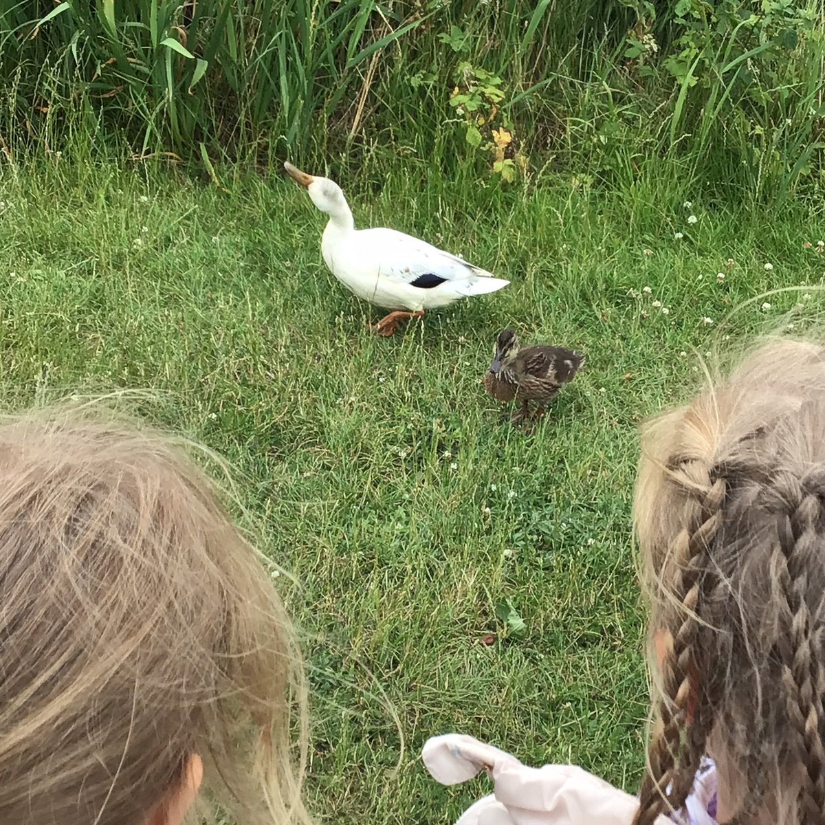 Grasmere Badgers & Mrs Waters tweet media