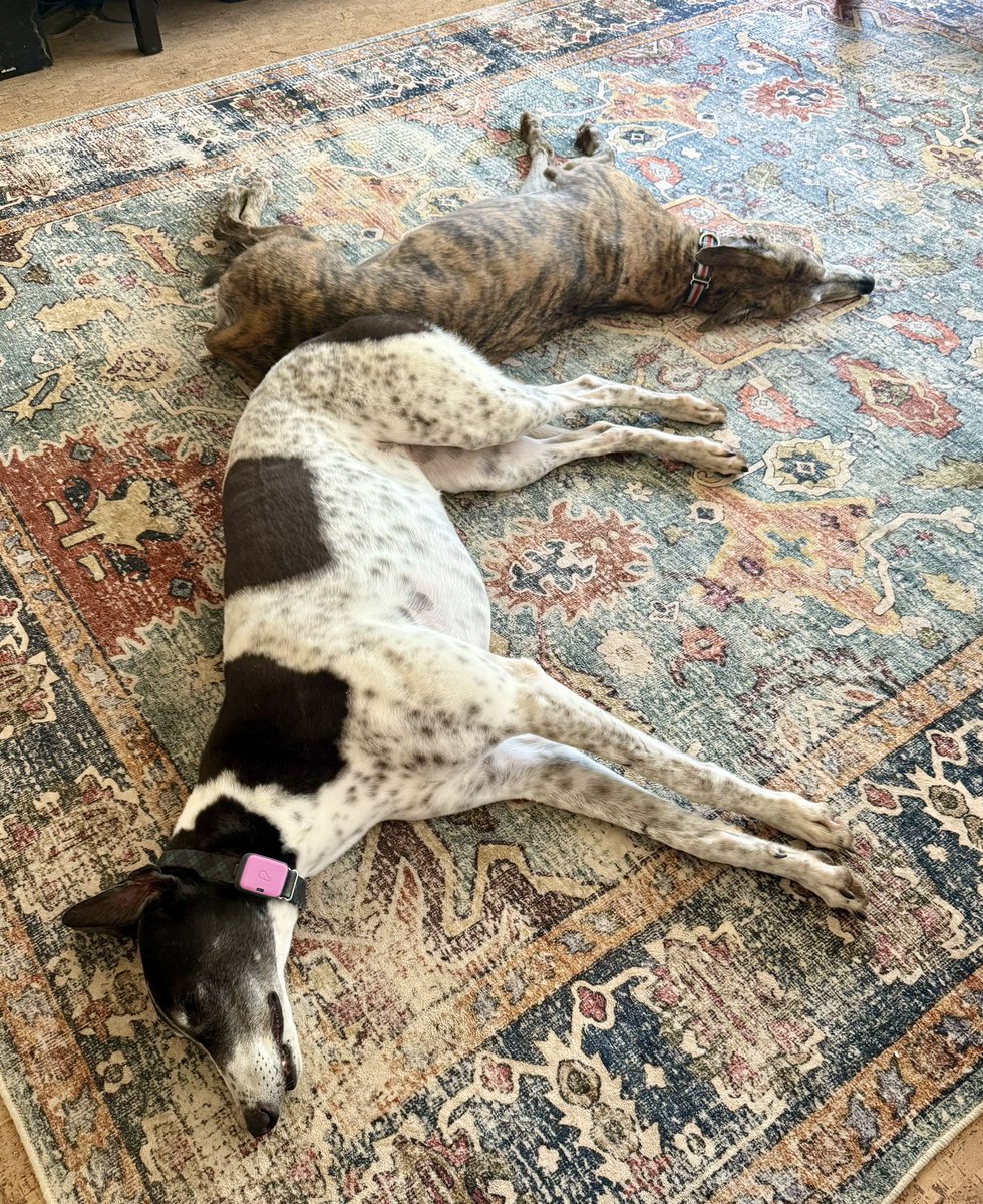 Take it from my greyhounds - how to spend your time this week Cincinnati! 🥵