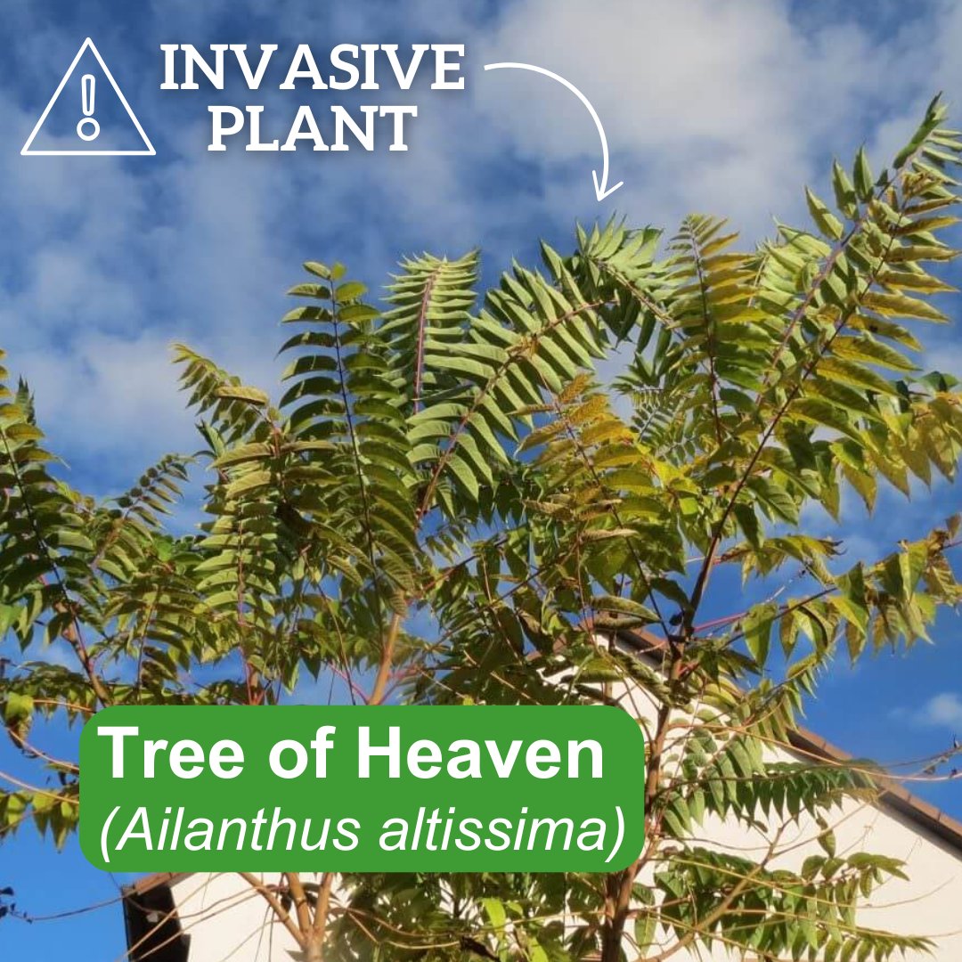 The Tree of Heaven is not as heavenly as it sounds. 

This invasive species is known for its rapid growth and ability to thrive in various conditions, making it a major threat to BC's native flora. Tree of Heaven must be removed and disposed of in garbage. 

Learn how to identify