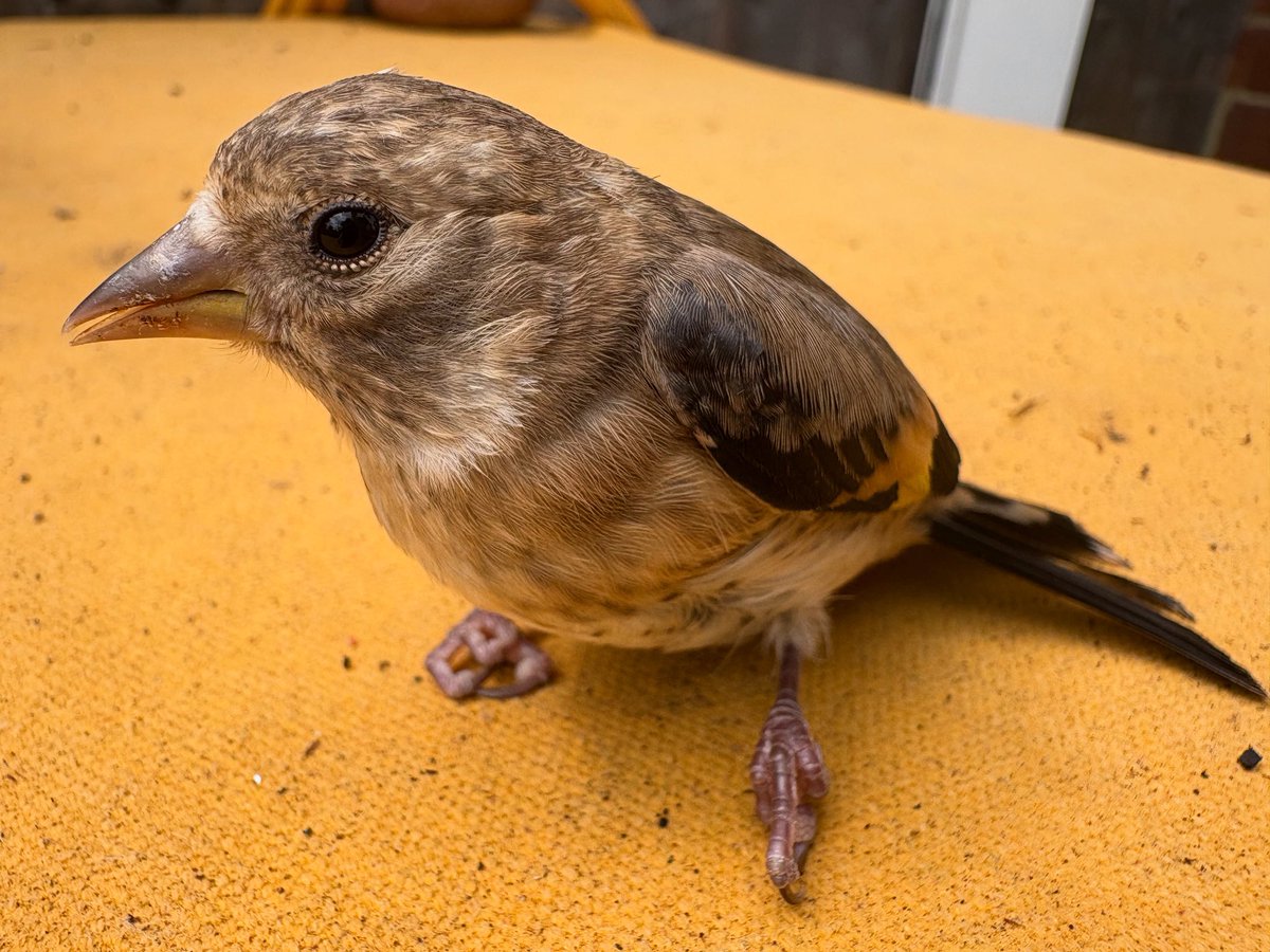 This poor little juvenile Goldfinch knocked itself out on the patio windows this afternoon, no lasting damage done tho as it flew off about 15 minutes later. IPhone picture after I picked it up off the patio where it was flat on its back and placed it safely on the table.