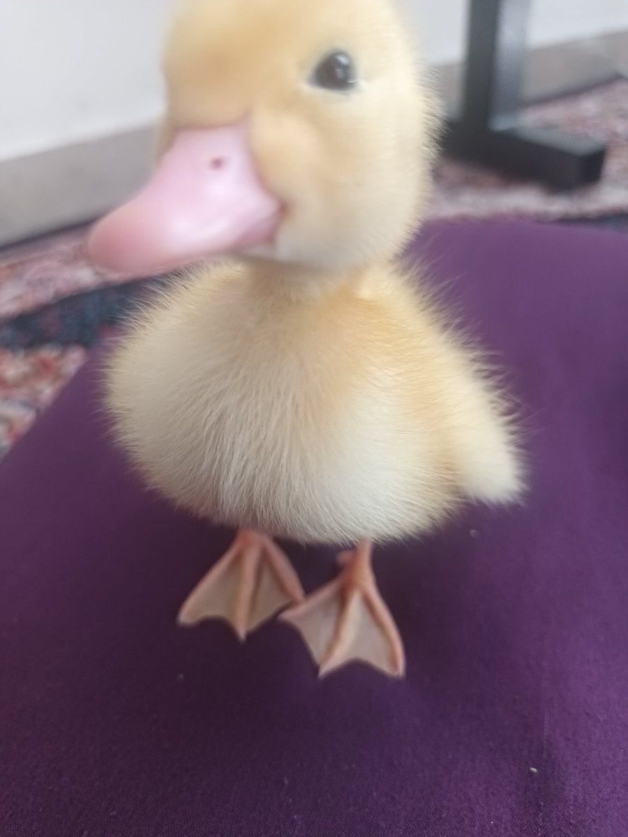 طی یک اتفاق نادر برای ناهار مرغ خورده 🦦