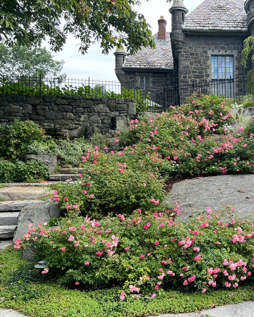 LegardenDesigns's tweet photo. A hillside in full bloom—this sweeping display of shrub roses brings color, texture, and timeless elegance to the landscape. A beautiful example of how structure and softness can coexist in garden design. Learn more at https://t.co/QMxAgwmWIp.

#GardenDesign #LeGardenDesigns https://t.co/NN9odza6Mp