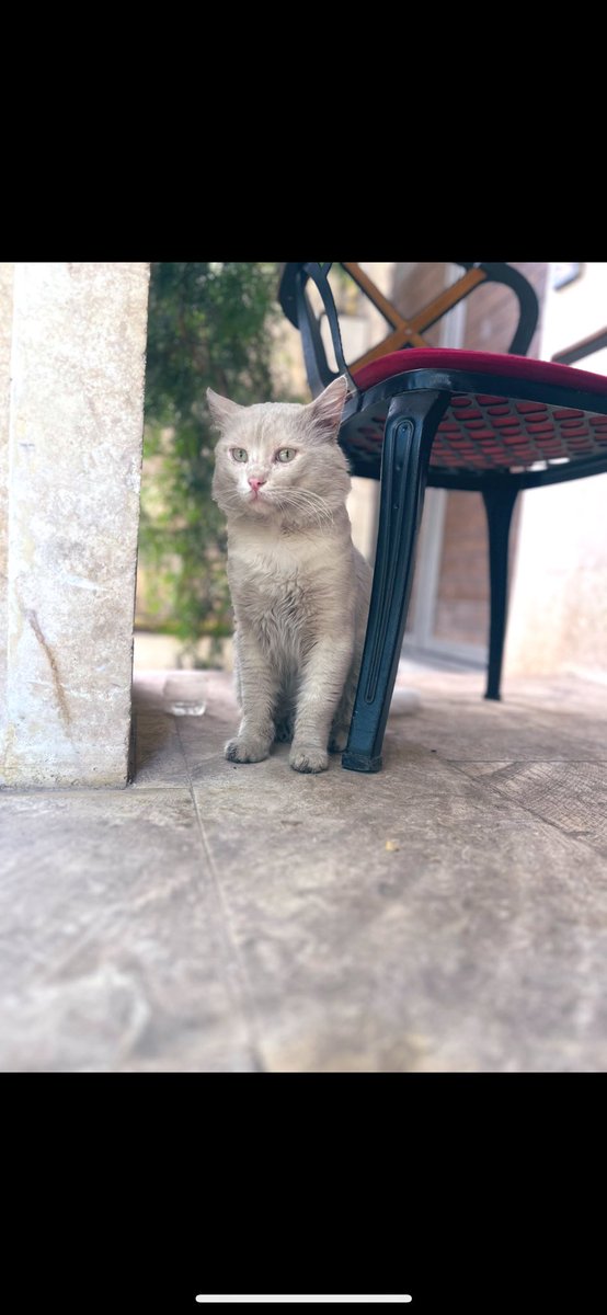 yen_asl's tweet photo. @OncelikEngelli Aynı kedi ise Gaziantep https://t.co/q67qSztfCH