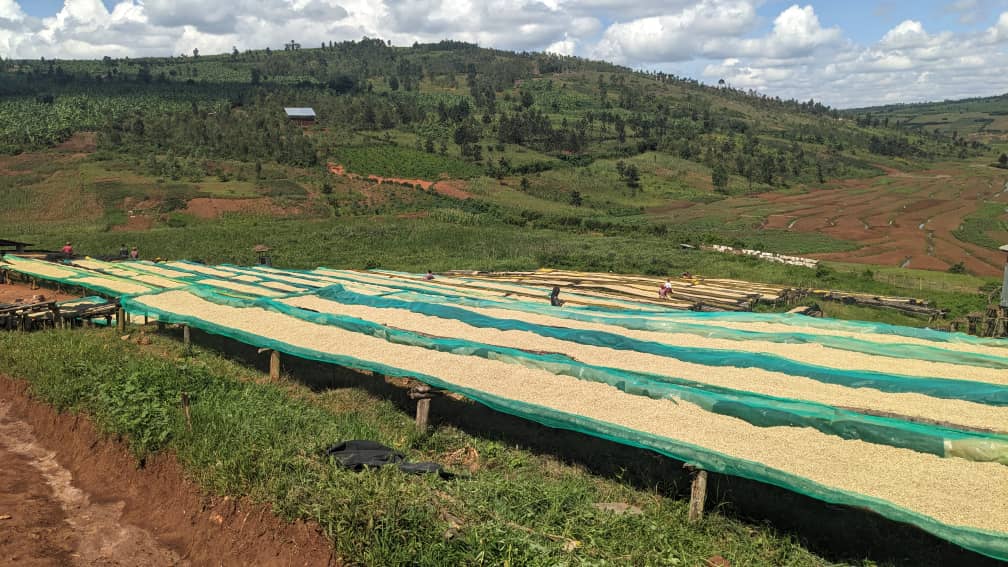 Rukara Sector (@rukara_sector) on Twitter photo Ikawa ihingwa mu murenge wa Rukara mu kagali ka Rwimisihinya igacuruza hirya no hino mu gihugu no mu mahanga imaze guhindura ubuzima bw'abahinzi n'abanyamuryango ba Cooperative Twongere-Umusaruro wa Kawa( TUK)
<a href="/KayonzaDistrict/">Kayonza District</a>
<a href="/BoscoNyemazi/">Nyemazi John Bosco</a> Ikawa ihingwa mu murenge wa Rukara mu kagali ka Rwimisihinya igacuruza hirya no hino mu gihugu no mu mahanga imaze guhindura ubuzima bw'abahinzi n'abanyamuryango ba Cooperative Twongere-Umusaruro wa Kawa( TUK)
<a href="/KayonzaDistrict/">Kayonza District</a>
<a href="/BoscoNyemazi/">Nyemazi John Bosco</a>