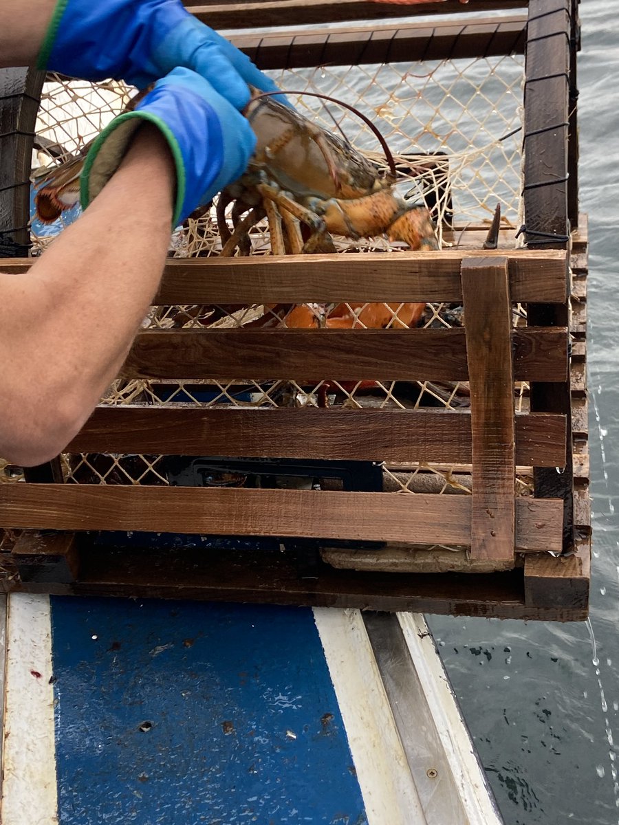 Last day of Lobster Fishing today for this crew. They have been up at 4:00 am everyday. Deserve a rest now! 🦞
