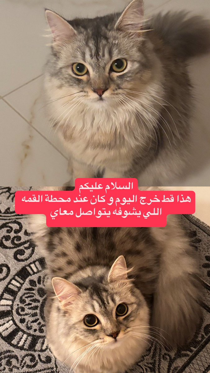 #مفقود #قطط #مكه 
طلع امس قبل الفجر مكه  ولي العهد ١ قريب محطة القمه سابقا قبال صيدلية امواج ٠٥٣٣٦٧٥٨٩٩