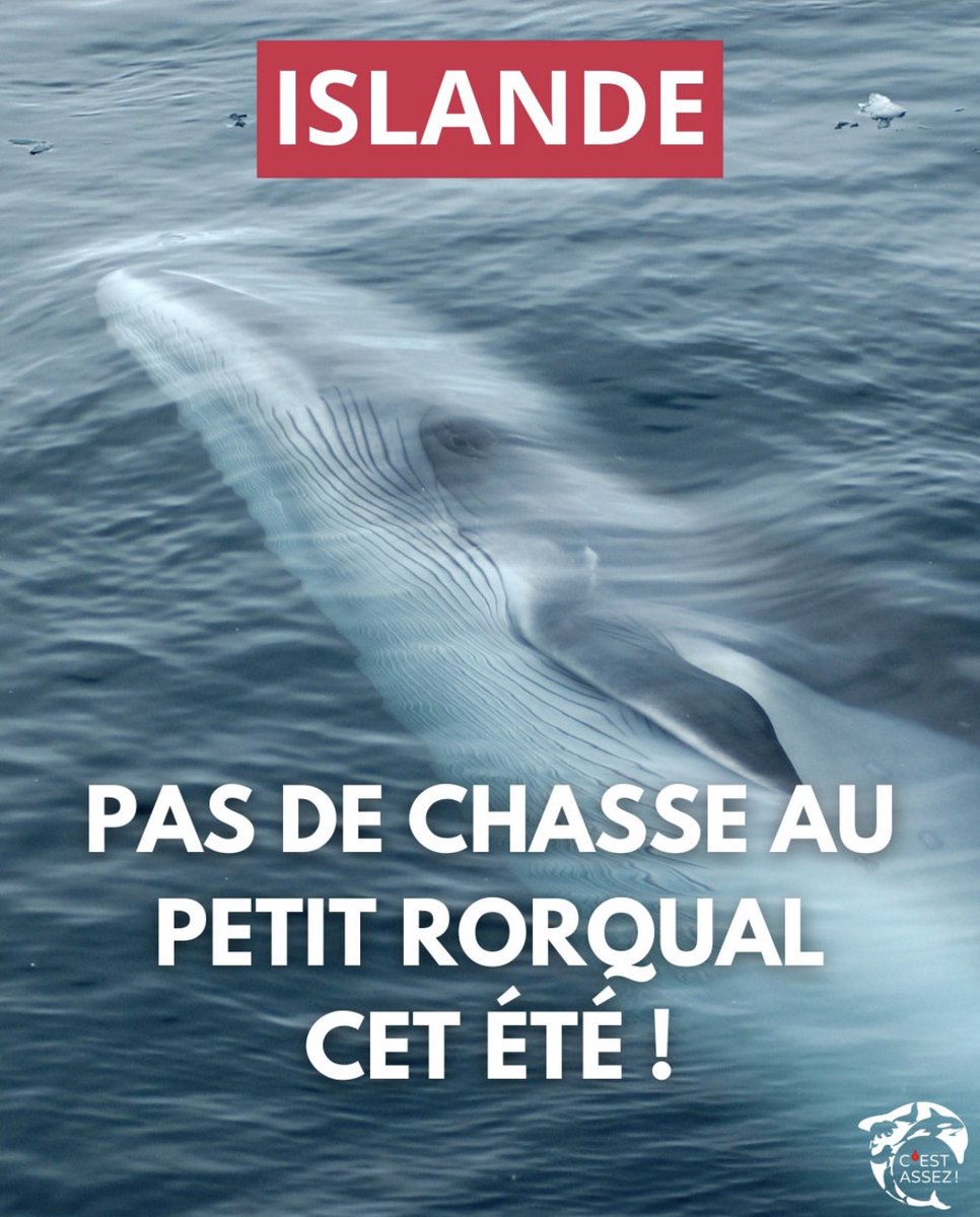 cestassezfrance's tweet photo. 🐋 PAS DE CHASSE À LA BALEINE EN ISLANDE CET ÉTÉ! En avril dernier, nous vous avions annoncé la bonne nouvelle : la chasse au rorqual commun en Islande était suspendue. Et aujourd'hui, c'est encore mieux !

🔎 Whale and Dolphin Conservation https://t.co/eyEHwwVUyZ