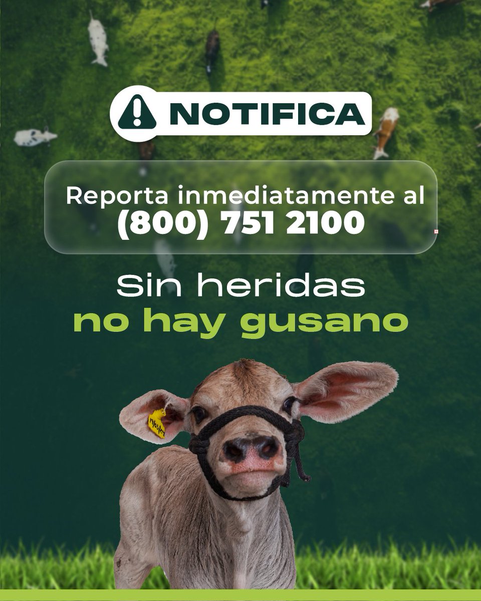 El Gusano Barrenador del Ganado 🪱 es una amenaza que debes conocer para mantener protegido a tu hato. 🐂

Si detectas heridas con gusanos, reporta al:  800 751 2100  o al 951 1098090.

Si tú o alguna persona en situación vulnerable se ven afectados, acude inmediatamente a la