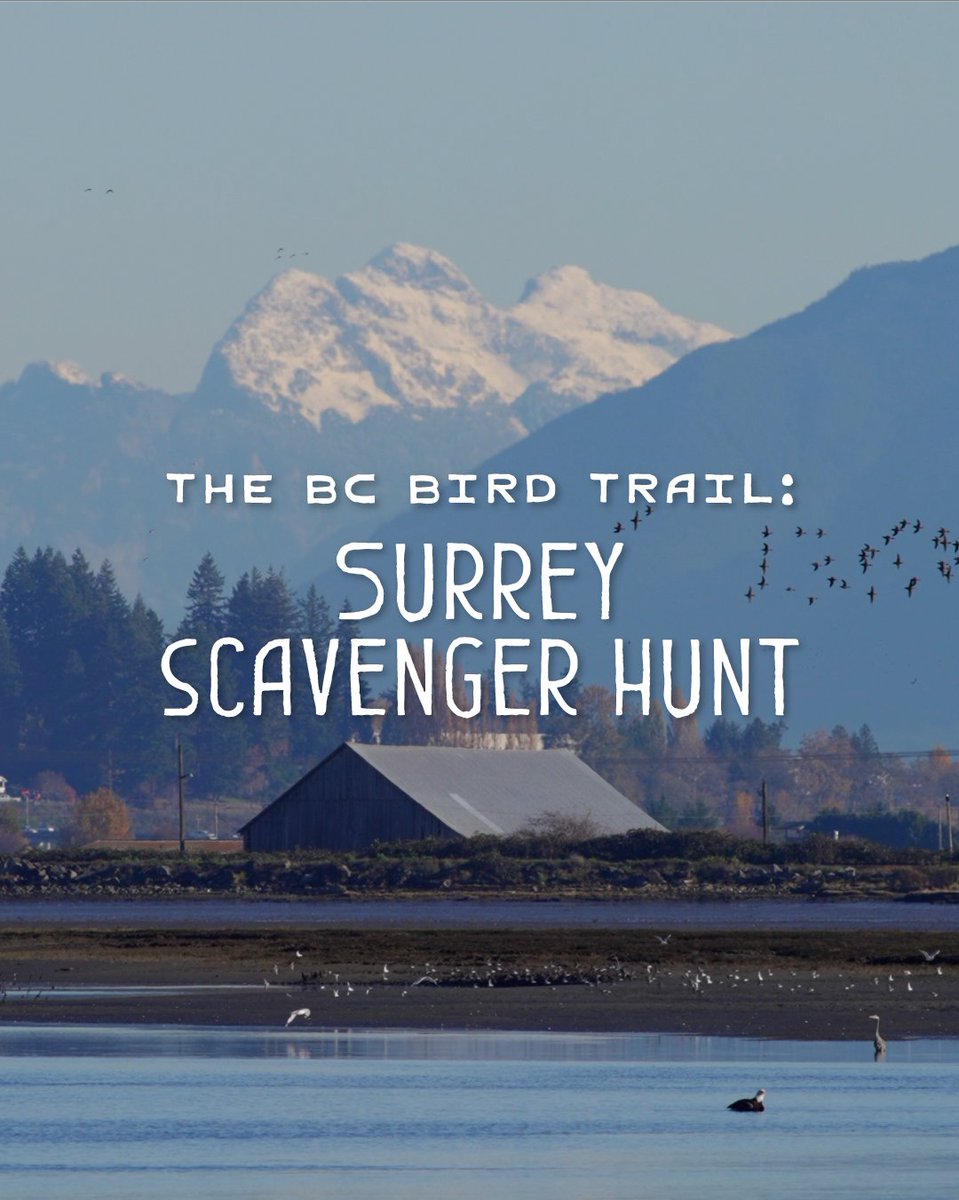 The BC Bird Trail tweet media
