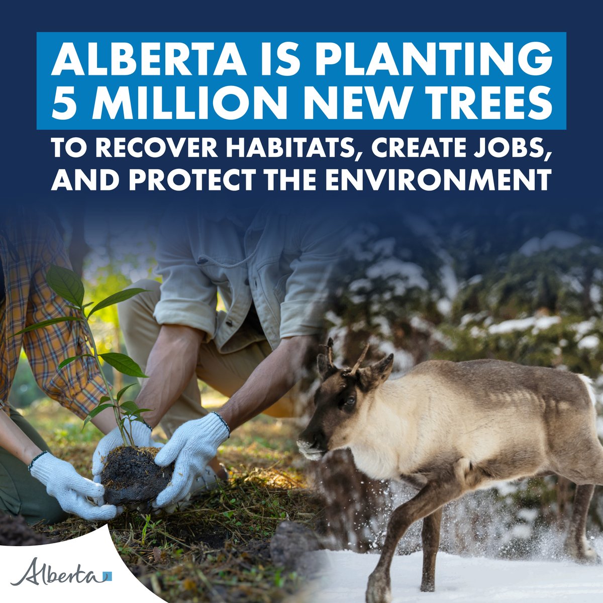 To treat and restore legacy seismic lines, <a href="/YourAlberta/">Alberta Government</a> will be planting 5 Million trees in Northern Alberta by 2030.

This will help Woodland Caribou while creating hundreds more great-paying jobs.

#RMWB #YMM #ABleg @ucpcaucus @abdaniellesmith @brianjeanab @rebeccaschulzab