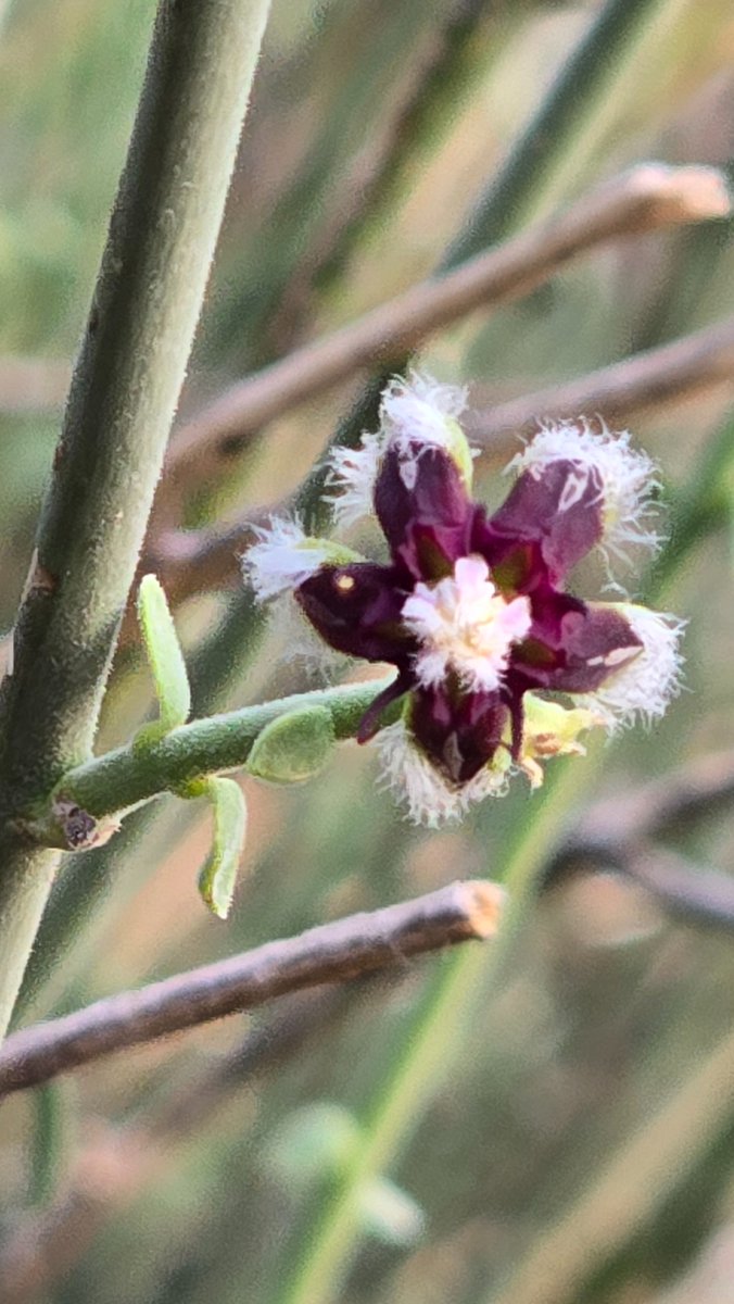 السواس, السوسي
من أشجار الجبال المرتفعة
periploca aphylla
تتفرع الشجرة من جذع قصير الى عدد من الأغصان الأسطوانية مدببة, الأغصان الحديثة خضراء بأوراق  صغيرة منحنية للخلف متباعدة على الساق, الأغصان القديمة عديمة الأوراق تميل للغبرة, الزهرة خماسية أرجوانية, الثمار قرون كالمرخ.