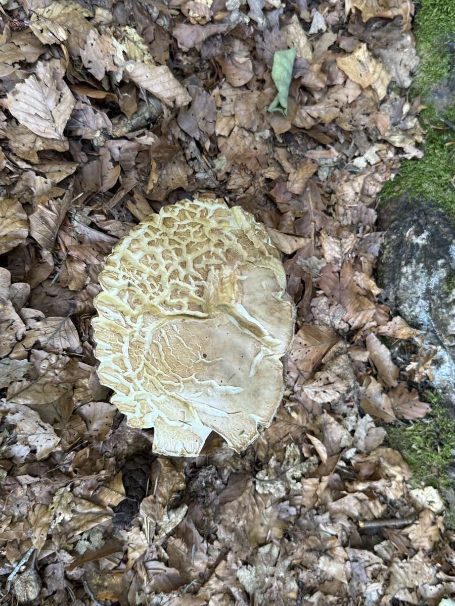 On today's hot day again a small forest activation.🇨🇭📡
#Sota 
#hamradio