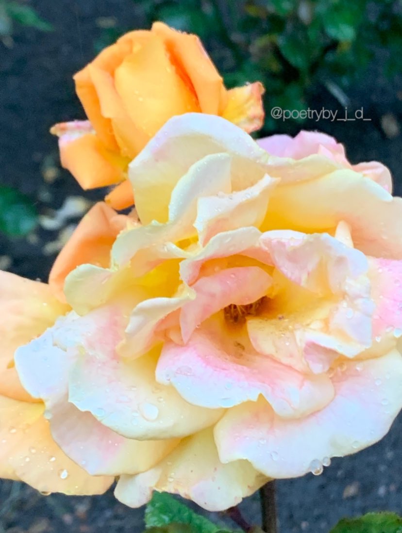 My timeless rose
I’d end up dying for you
Before I let any harm
Come your way

My evergreen heart
Our summers entwined
Like the vines on
Overgrown trees 

~j.d.
#gracefulgarden