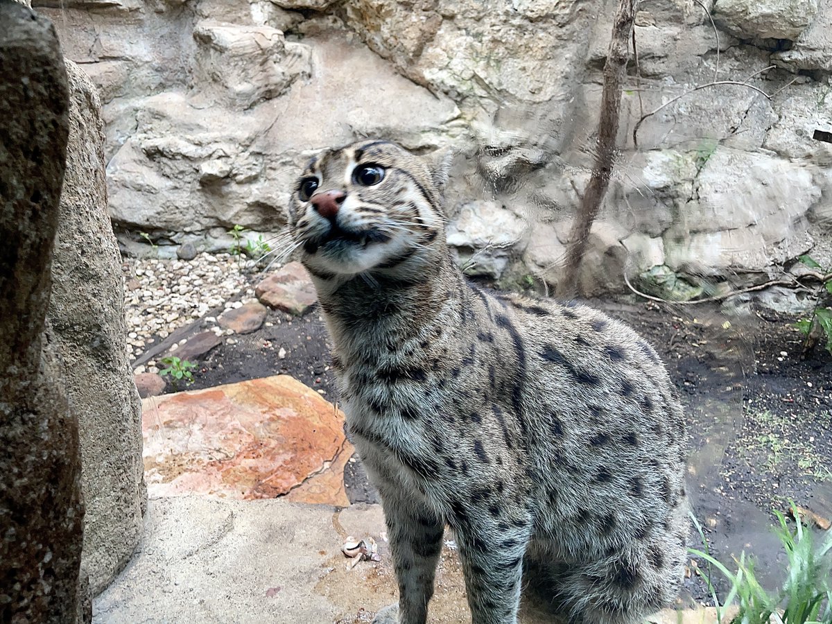 SanAntonioZoo's tweet photo. Dusky is a big fan of clean windows https://t.co/M3eMvEsJWd