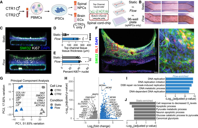 Waggoner Lab (@labwaggoner) on Twitter photo An organ-chip model of sporadic ALS using iPSC-derived spinal cord motor neurons and an integrated blood-brain-like barrier <a href="/CellStemCell/">Cell Stem Cell</a>
cell.com/cell-stem-cell… An organ-chip model of sporadic ALS using iPSC-derived spinal cord motor neurons and an integrated blood-brain-like barrier <a href="/CellStemCell/">Cell Stem Cell</a>
cell.com/cell-stem-cell…