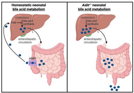 ajpgi's tweet image. Today&apos;s #ShortReport #ArticleinPress is definitely worth a read for those in infant/child care! #ASBT governs neonatal bile acid #homeostasis early in life despite its strong ileal repression (Joyce Morales Aparicio et al. @UFMedicine):

ow.ly/QFGx50Wfqbl