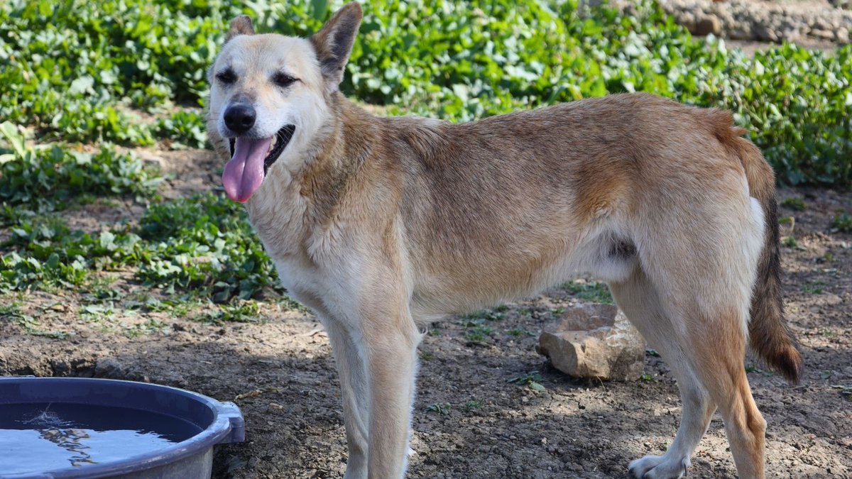 Network4Animals's tweet photo. Despite battling through a seemingly endless #drought, our partner in #Morocco continues to save animal lives โ no matter the cost. Now, their wells have run dry, leaving their animals desperate for a drop to drink. Together, we can help them: https://t.co/i3HoADp5Id.
#NFADogs https://t.co/tkGrmA03h4
