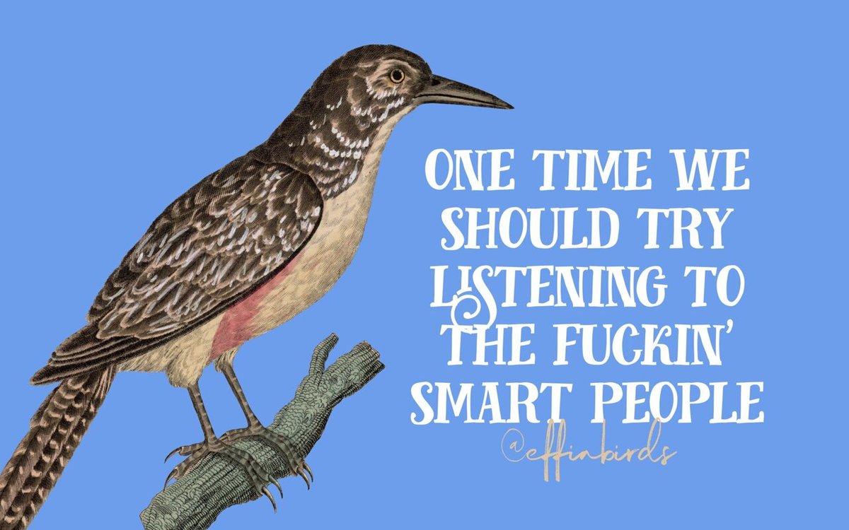 Effin' Birds (@effinbirds) on Twitter photo 