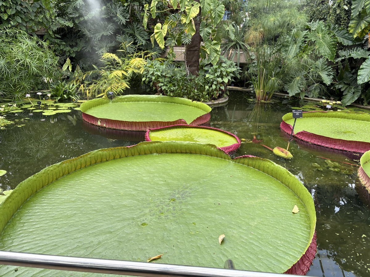 GeogJhn's tweet photo. Yesterday we went on our first trip to Kew Gardens with year 8 to celebrate #NationalFestivalofFieldwork ! Soundscapes, mood mapping and lots of exploring! 
@The_GA @thejhnschool 
Don’t forget to follow us on Instagram - @sjhn_geography 📸 https://t.co/eFI3WLY3kL