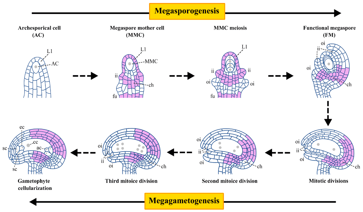 Plants_MDPI's tweet photo. 🌸 New research published!

📖 Advances in ERECTA Family Regulation of Female Gametophyte Development in Arabidopsis thaliana

✍️ Han Su et al.
🔗 https://t.co/xhbr3QwMnO

#PlantDevelopment #Arabidopsis #FemaleGametophyte #ERECTA #ReproductiveBiology #PlantScience https://t.co/18GVcybgsr