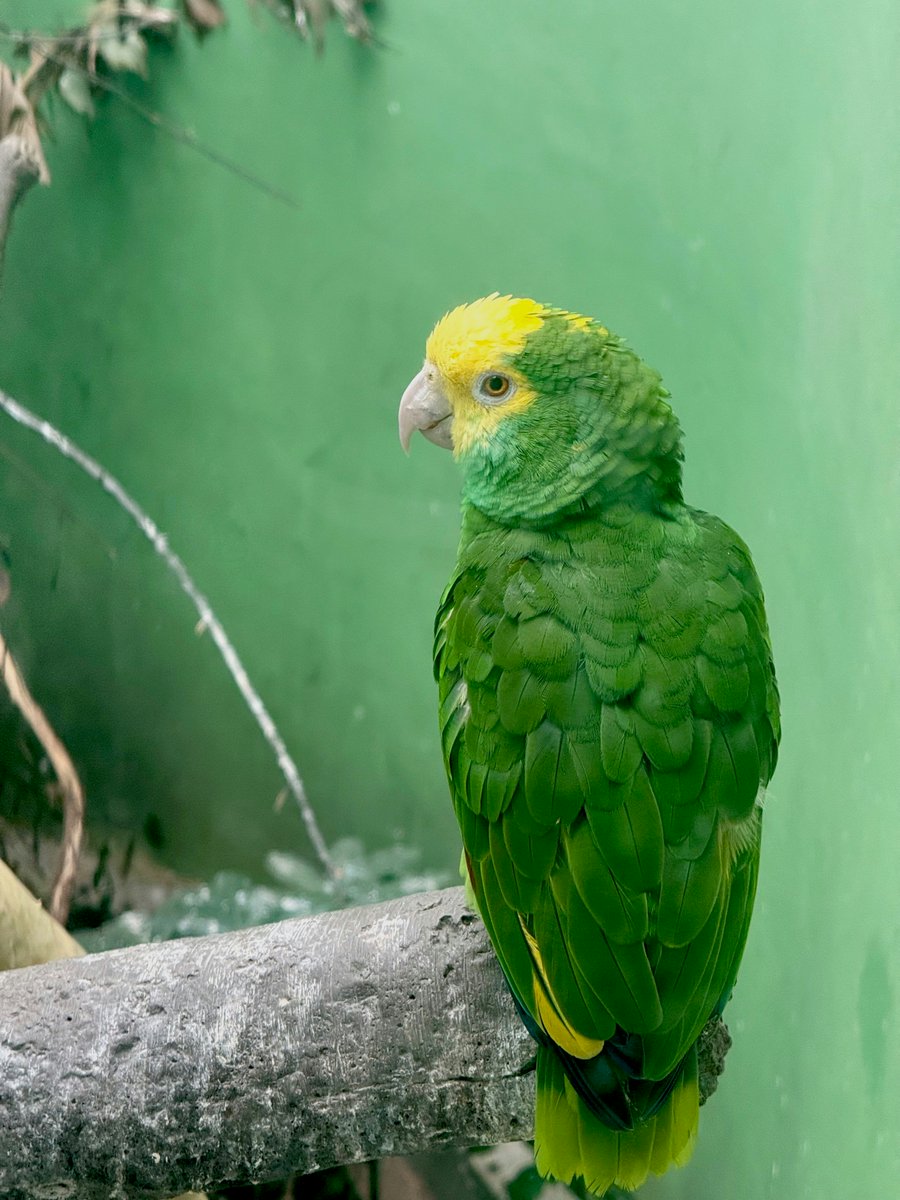 Yellow headed amazon/parrot