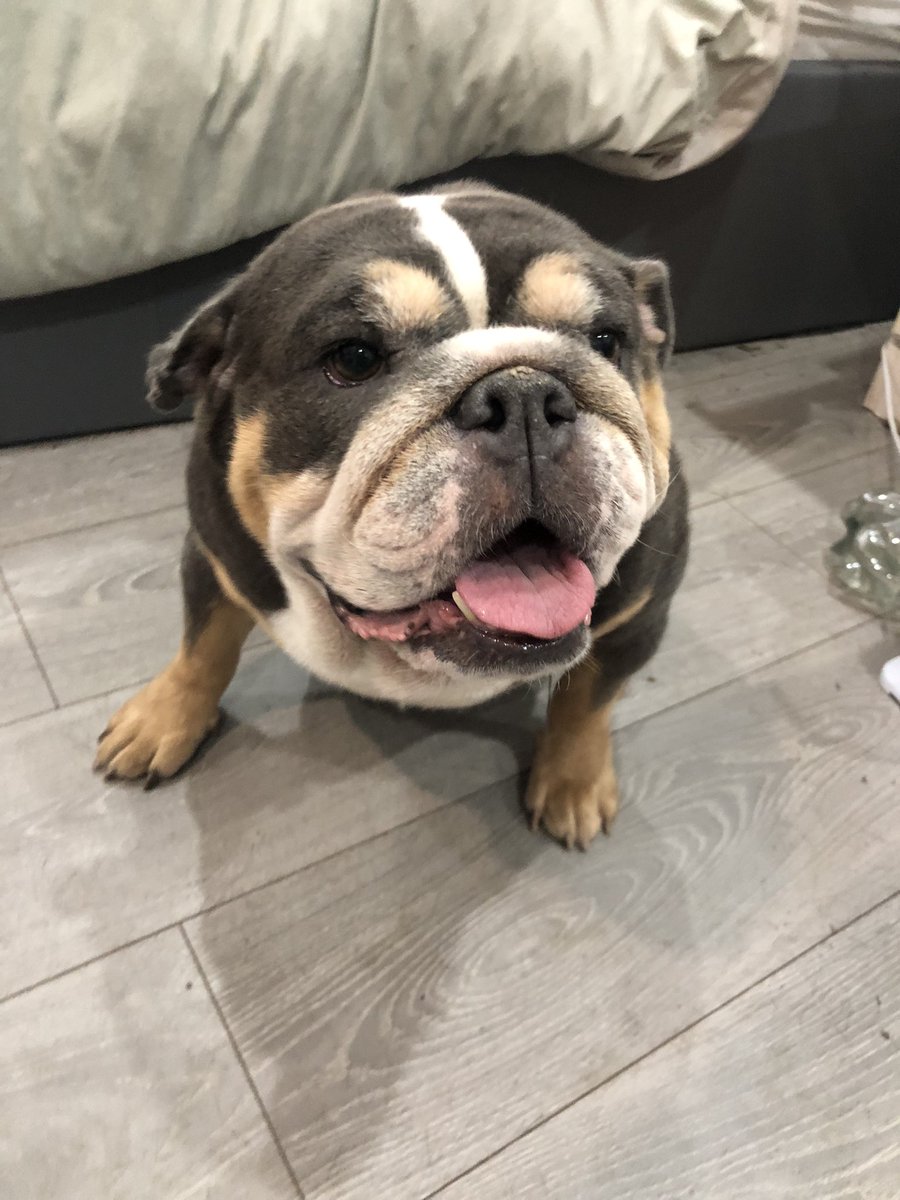 Is anyone thats single in Hertfordshire willing to take Shadow on before she gets put to sleep please,she has occasionally gone for people after being mistreated in the past,but to the right home with a single owner,you’ll have a very loving,loyal dog! Dm if interested! Thanks.🙏🏾