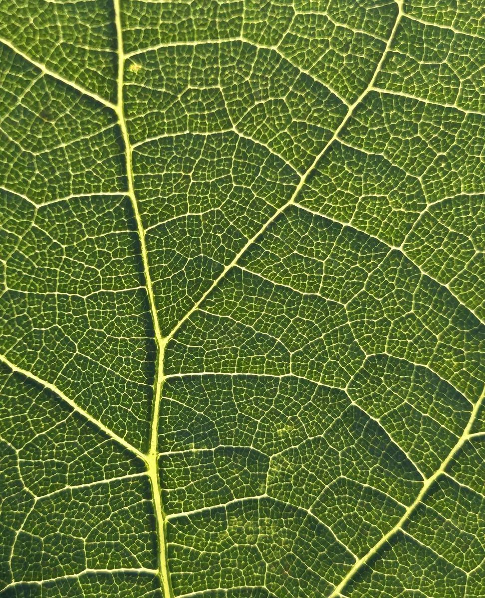 Up close, a Roussanne leaf becomes a mosaic of green and gold. Note that the leaf’s veins are more than decorative; they’re lifelines. This Roussanne leaf is busy channeling water and nutrients, fueling the photosynthesis that ripens each cluster of grapes.