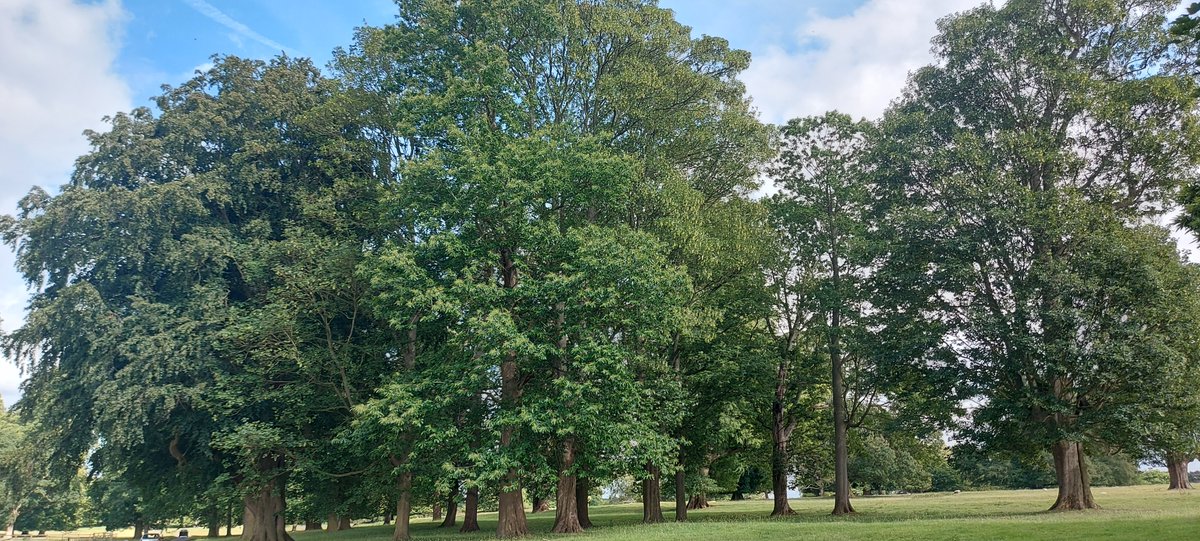 Grenoside's tweet photo. Happy #Treesday! 🌳💚🪵🌲
So majestic! So magical! https://t.co/fZnDrmkqpT