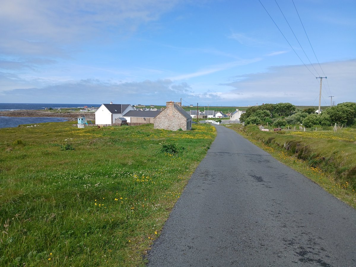 LGeraty9's tweet photo. American Song Sparrow on Tory island Co Donegal.  First record for ireland ✅️ https://t.co/Z5c9whDIRG