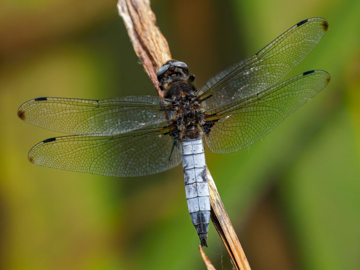 Elliott81758817's tweet image. It was a good weekend for insects on Patch at Walthamstow Wetlands. Found another Red-veined Darter, this time an adult male! Also had my first ever Scarce Chasers here, Norfolk Hawkers, Common Darters, Marbled Whites, and lots of other nice butterflies!