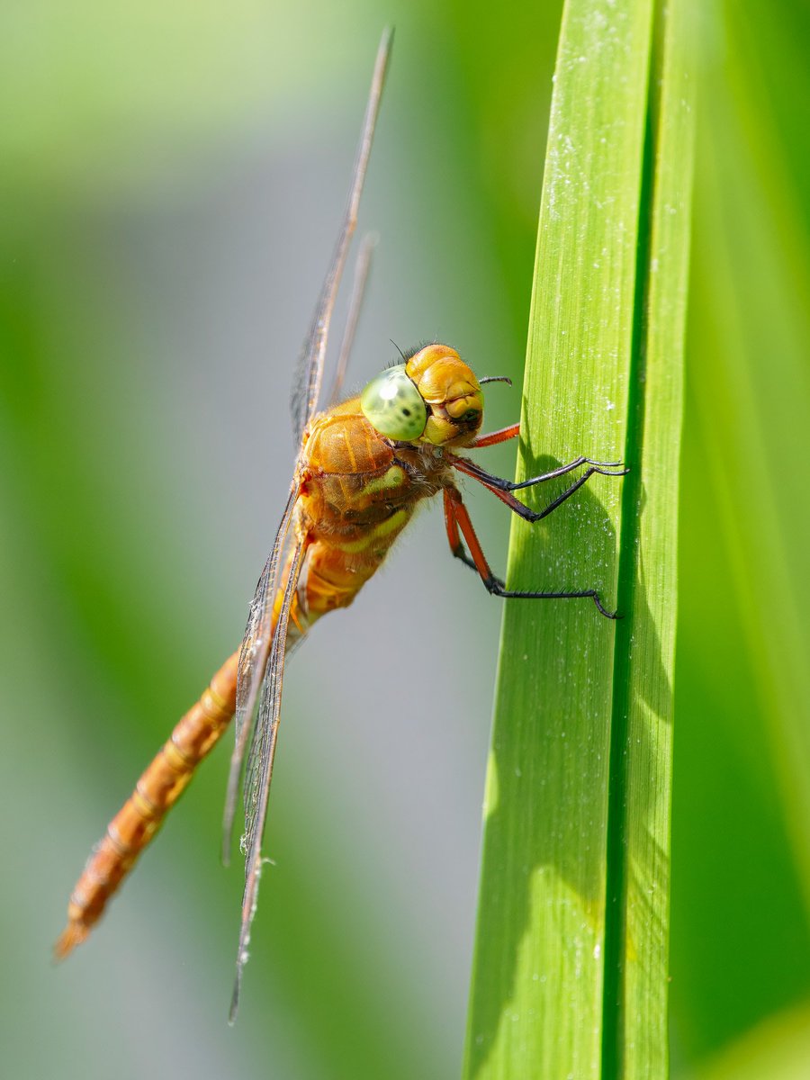 Elliott81758817's tweet image. It was a good weekend for insects on Patch at Walthamstow Wetlands. Found another Red-veined Darter, this time an adult male! Also had my first ever Scarce Chasers here, Norfolk Hawkers, Common Darters, Marbled Whites, and lots of other nice butterflies!