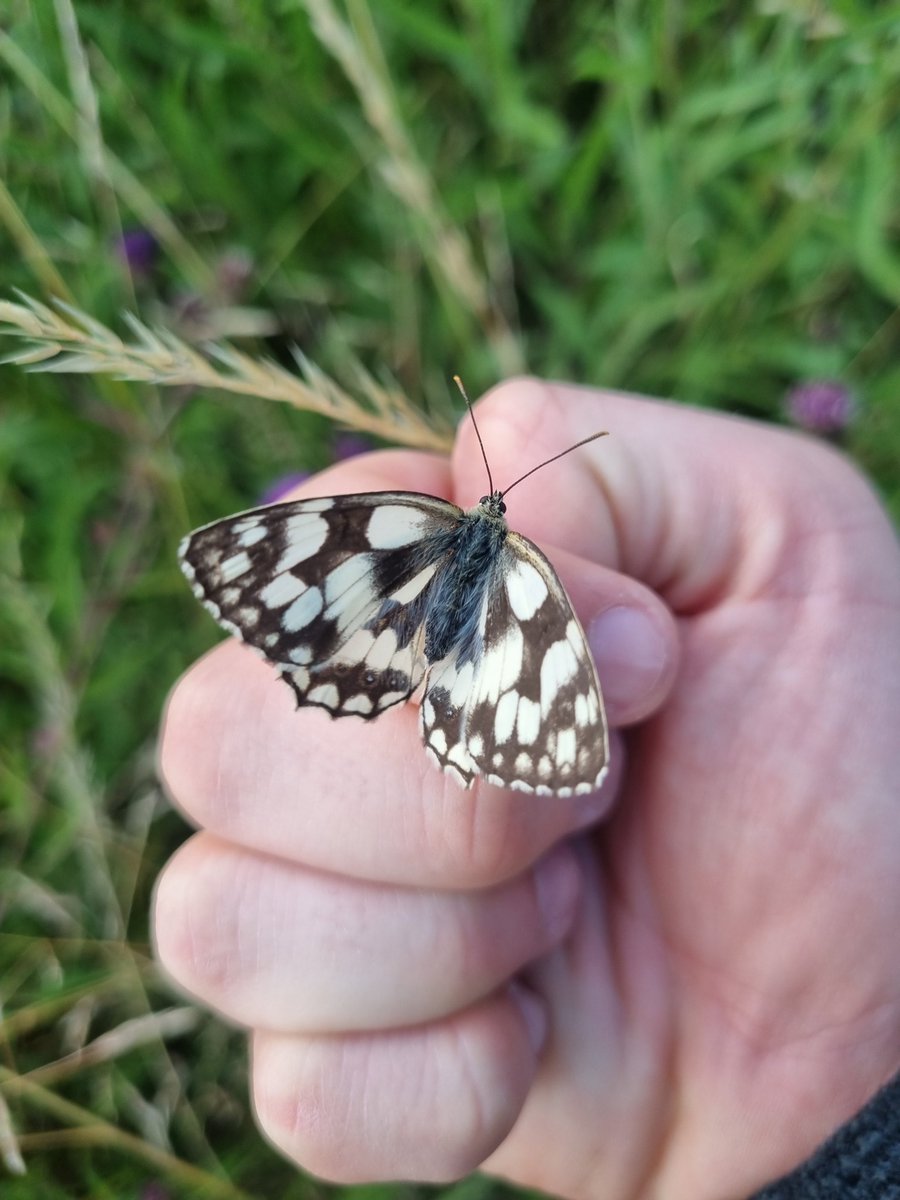 Elliott81758817's tweet image. It was a good weekend for insects on Patch at Walthamstow Wetlands. Found another Red-veined Darter, this time an adult male! Also had my first ever Scarce Chasers here, Norfolk Hawkers, Common Darters, Marbled Whites, and lots of other nice butterflies!