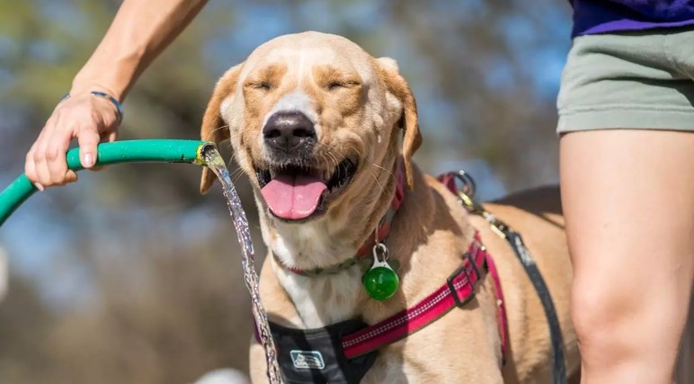 🐶 Las mascotas también sufren las altas temperaturas que estamos teniendo en España.

⬇️ En esta noticia de #PlanetaFácil en #LecturaFácil compartimos algunos consejos para cuidar de las mascotas ante la ola de calor:
planetafacil.plenainclusion.org/consejos-utile…