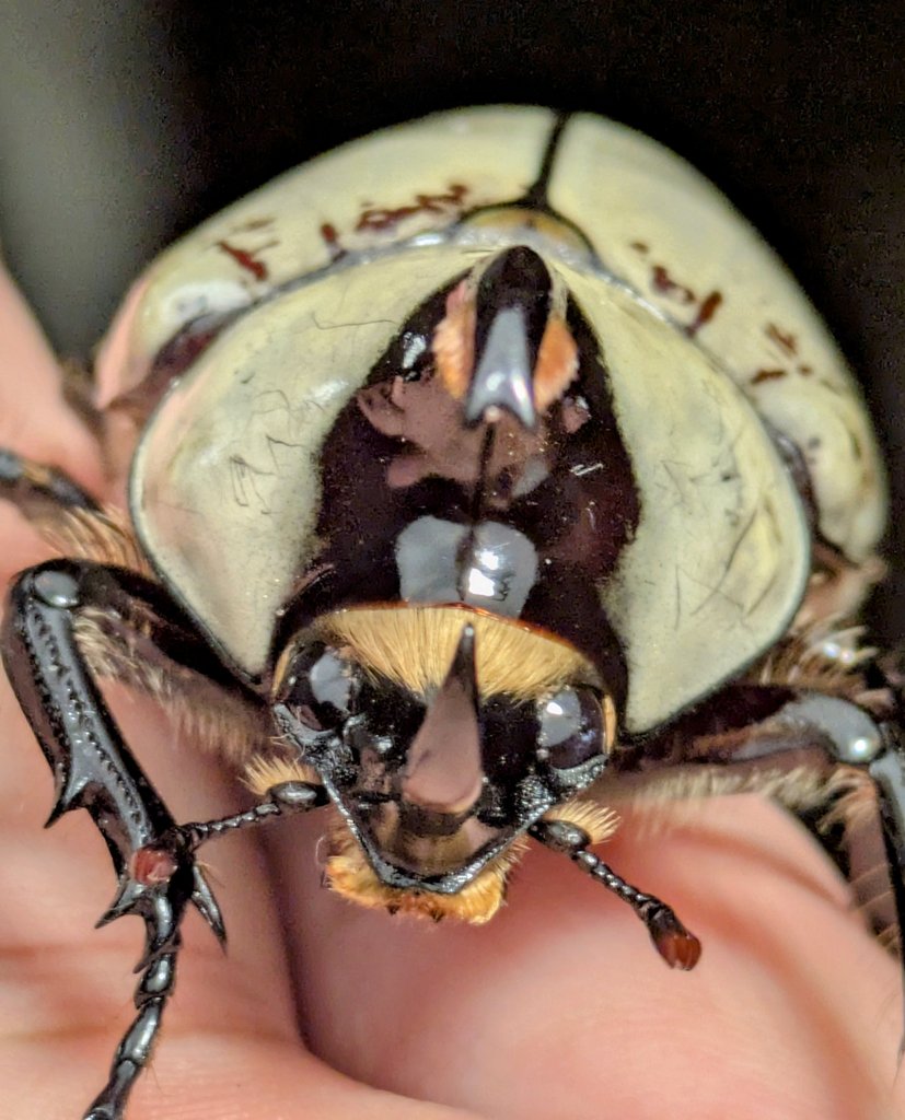 グランドではなく
グラントシロカブト
最初グランドだと思ってましたよね～？🙄
