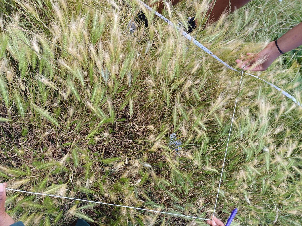 RobboGeog's tweet image. Year 7s out on fieldwork at the local park looking at biodiversity in managed and unmanaged areas... though we couldn't use the quadrants as biology were using them! Improvised with string! #NationalFestivalofFieldwork