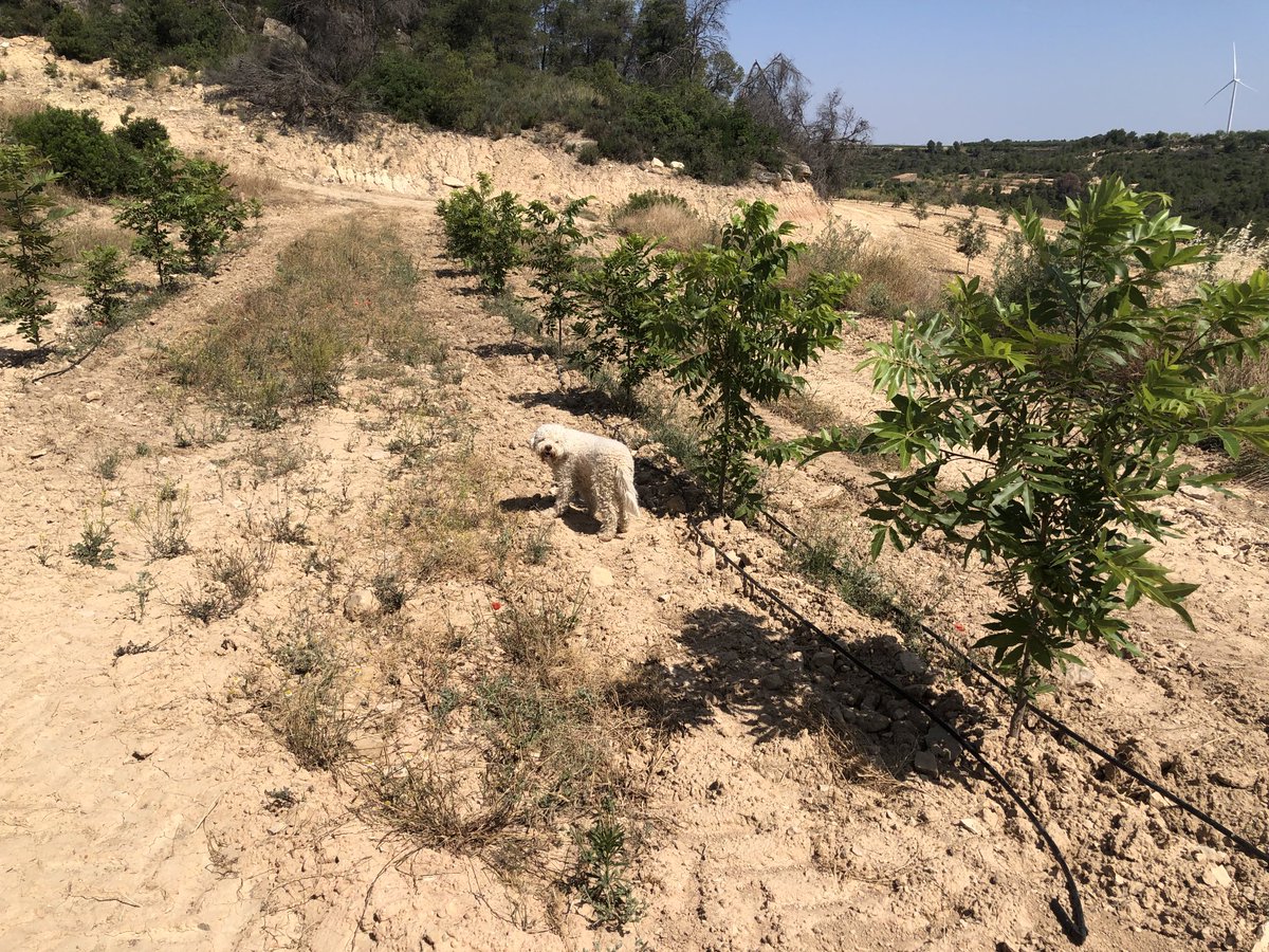MarcosMorcillo's tweet photo. Testing dual crop with #Pecan trees (Carya illinoinensis) with black #truffle #melanosporum in our own farm in Catalonia https://t.co/GzScswjTHy