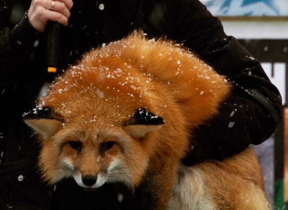 VYXXENVOODOO tweet media