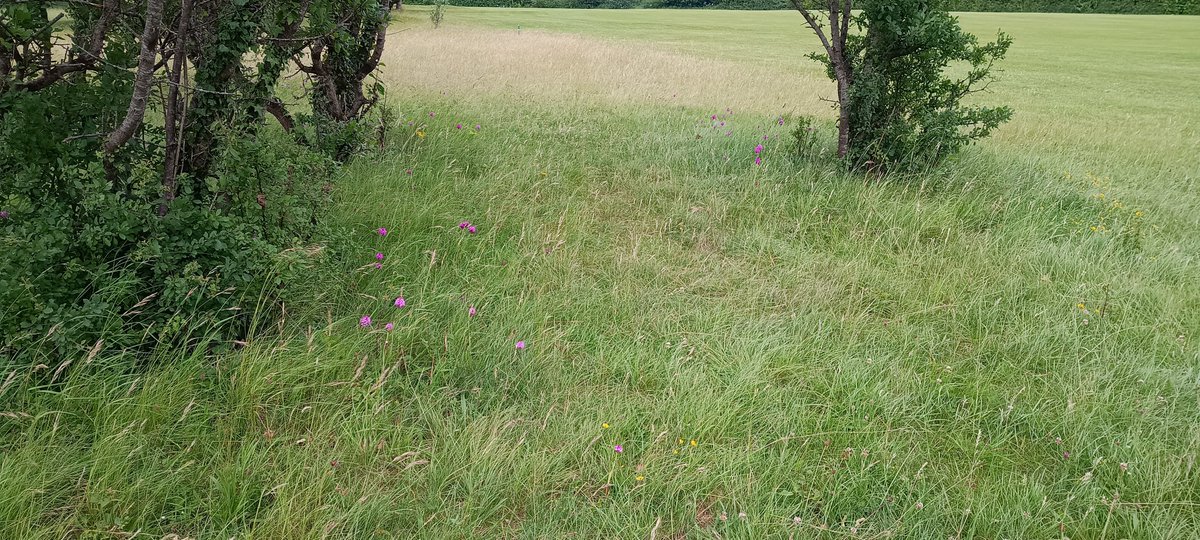 Bigandroid67's tweet image. What happens when you raise the canopy and clear the leaves from under the trees. Hundreds of purple and common orchids, that&apos;s what. ♥️♥️