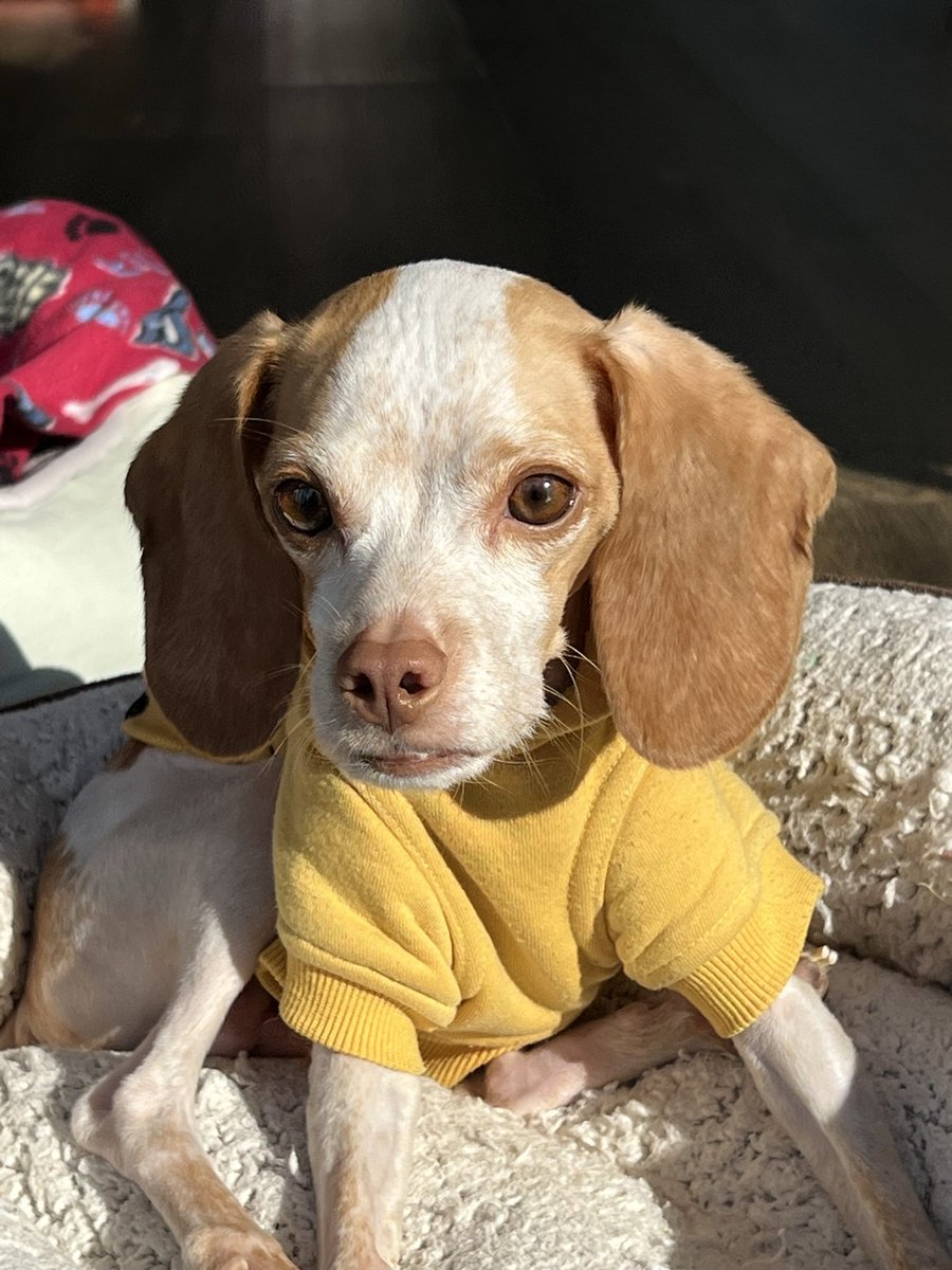 LemonBeagleBeau tweet media