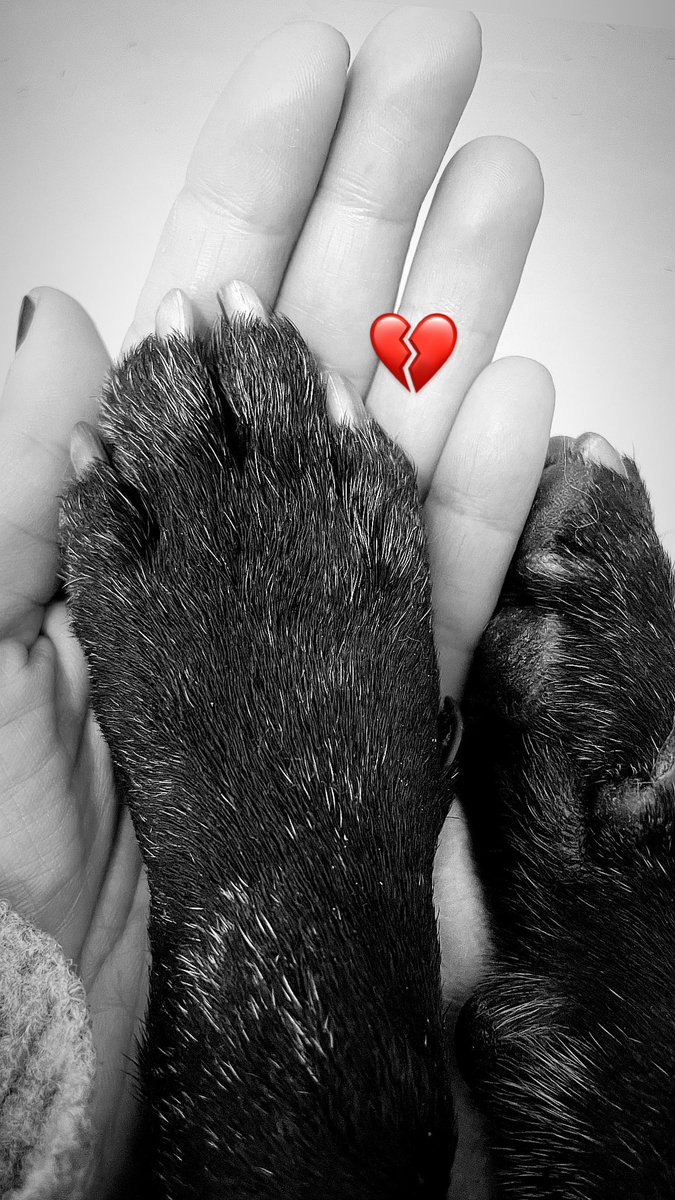 Gracias queridos guarimberos por abrazarme en este inmenso dolor.

Gracias por querer tanto a Chaquito.

Se siente bien saber que están ahí.
Los quiero!

Mar&amp; Chaco
23-06-2025