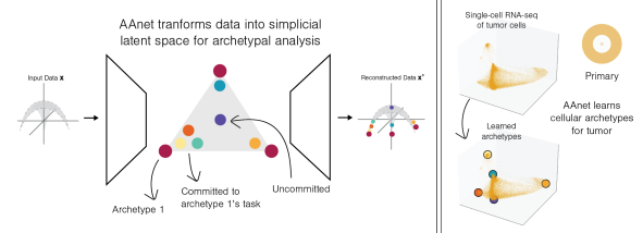 Elizabeth McKenna (@elizsmckenna) on Twitter photo Now online in <a href="/CD_AACR/">Cancer Discovery</a>: AAnet Resolves a Continuum of Spatially-Localized Cell States to Unveil Intratumoral Heterogeneity - by Aarthi Venkat, Scott Youlten, <a href="/BeatrizPerezSJ/">Beatriz Pérez San Juan</a>, <a href="/KrishnaswamyLab/">Krishnaswamy Lab</a>, <a href="/c_chaffer/">Christine Chaffer</a>, and colleagues doi.org/10.1158/2159-8…
<a href="/Yale/">Yale University</a> <a href="/YaleMed/">Yale School of Medicine</a> <a href="/GarvanInstitute/">Garvan Institute of Medical Research</a> Now online in <a href="/CD_AACR/">Cancer Discovery</a>: AAnet Resolves a Continuum of Spatially-Localized Cell States to Unveil Intratumoral Heterogeneity - by Aarthi Venkat, Scott Youlten, <a href="/BeatrizPerezSJ/">Beatriz Pérez San Juan</a>, <a href="/KrishnaswamyLab/">Krishnaswamy Lab</a>, <a href="/c_chaffer/">Christine Chaffer</a>, and colleagues doi.org/10.1158/2159-8…
<a href="/Yale/">Yale University</a> <a href="/YaleMed/">Yale School of Medicine</a> <a href="/GarvanInstitute/">Garvan Institute of Medical Research</a>