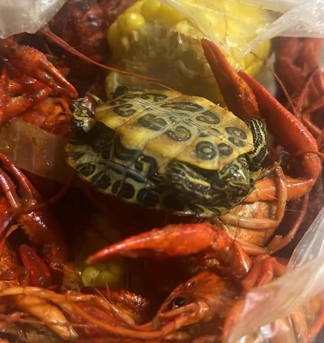 allxandrr's tweet photo. @redlobster hey so this is insnse https://t.co/NcOvGWIkcS