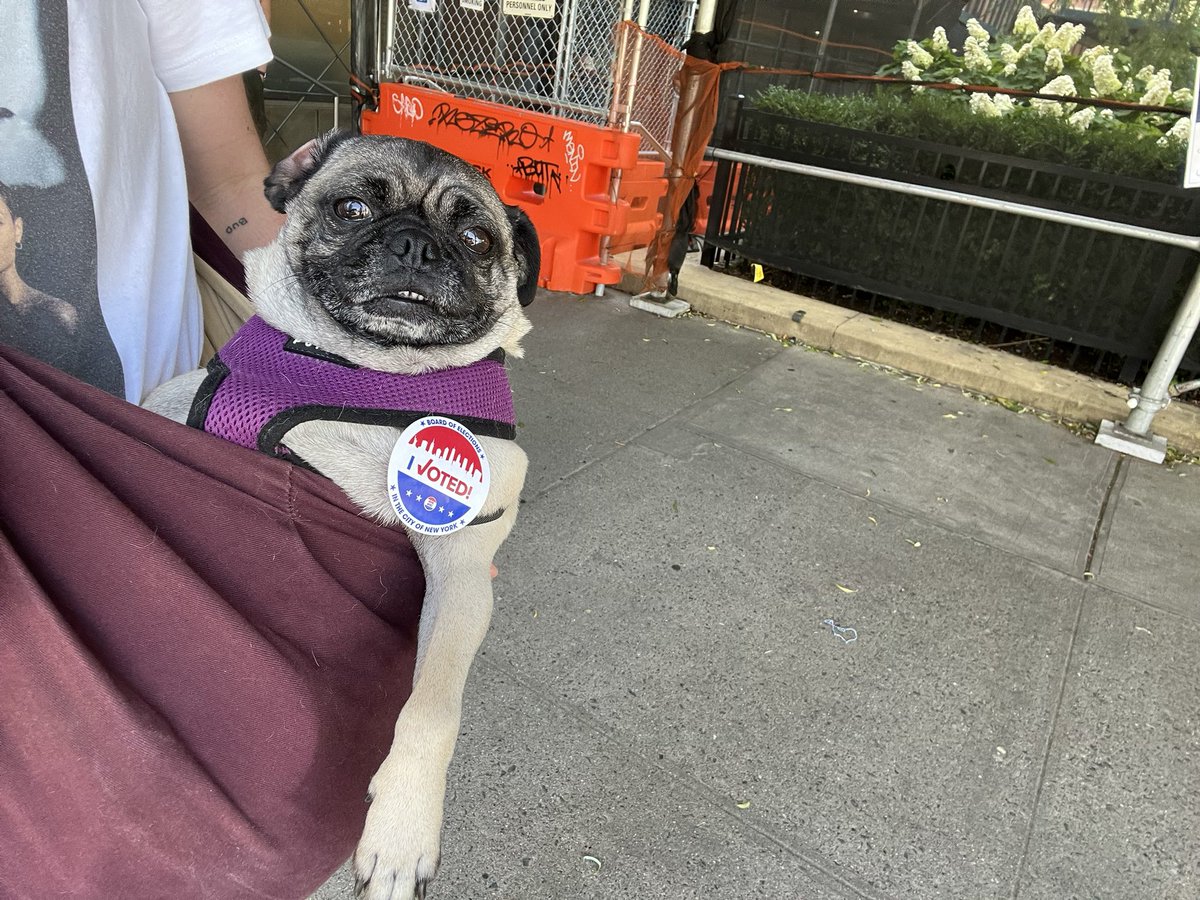 michaelajones's tweet photo. Pugs and pug dads for @ZohranKMamdani! #ZohranMamdani #DontRankCuomo https://t.co/4rVVPJhI4b