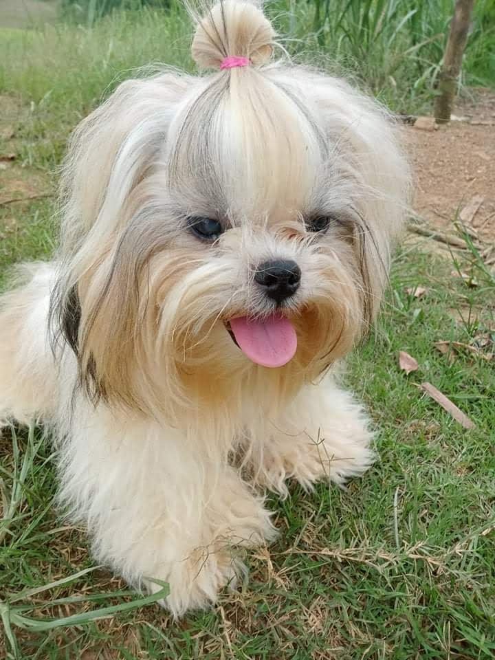 Dear friends, it's with the saddest heart I have to tell you our sweet happy Teacup crossed over the Rainbow Bridge in his sleep last night. He was recovering from an illness &amp; this was unexpected. We're all devastated. I can't really say more right now. Hoodad.xx😭😭😭😭💔💔💔💔